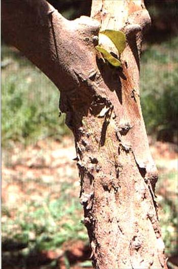 بیماری Exocortis